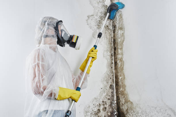 Best Local Mold Removal Service  in Broadview Park, FL