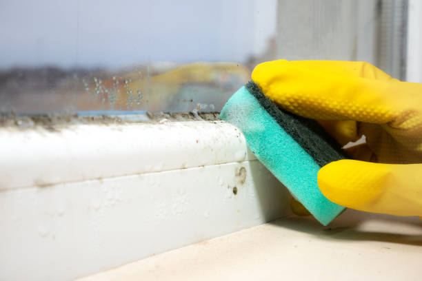 Best Same-Day Mold Removal  in Broadview Park, FL