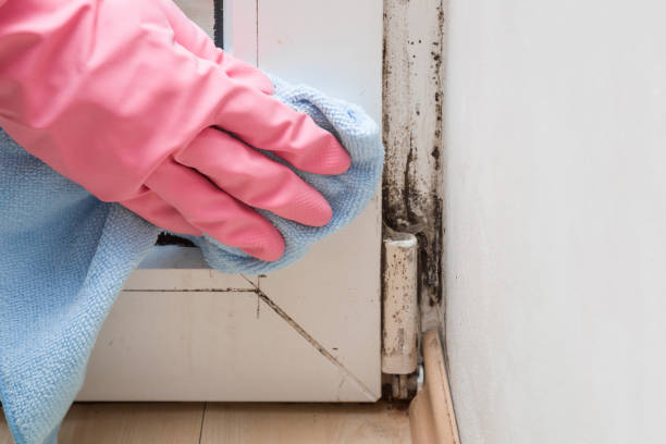 Best Commercial Mold Removal  in Broadview Park, FL